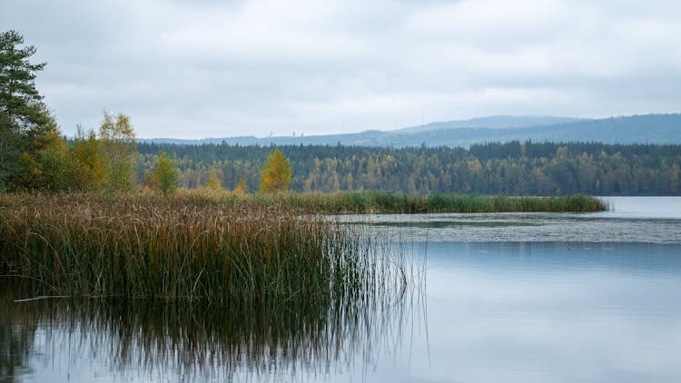 Reeds On River Bank Under White Sky