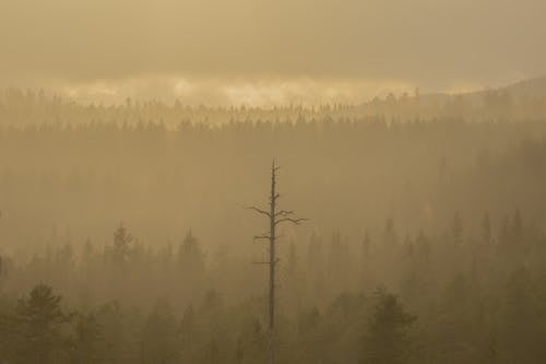 免費 光禿禿的樹木, 冬季, 分支機構 的 免費圖庫相片 圖庫相片