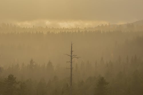 Leafless Tree on Foggy Cold Weather