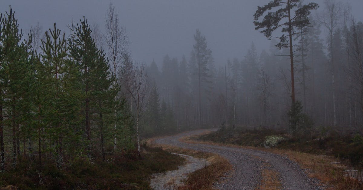 A Rocky Road Between Tall Trees · Free Stock Photo