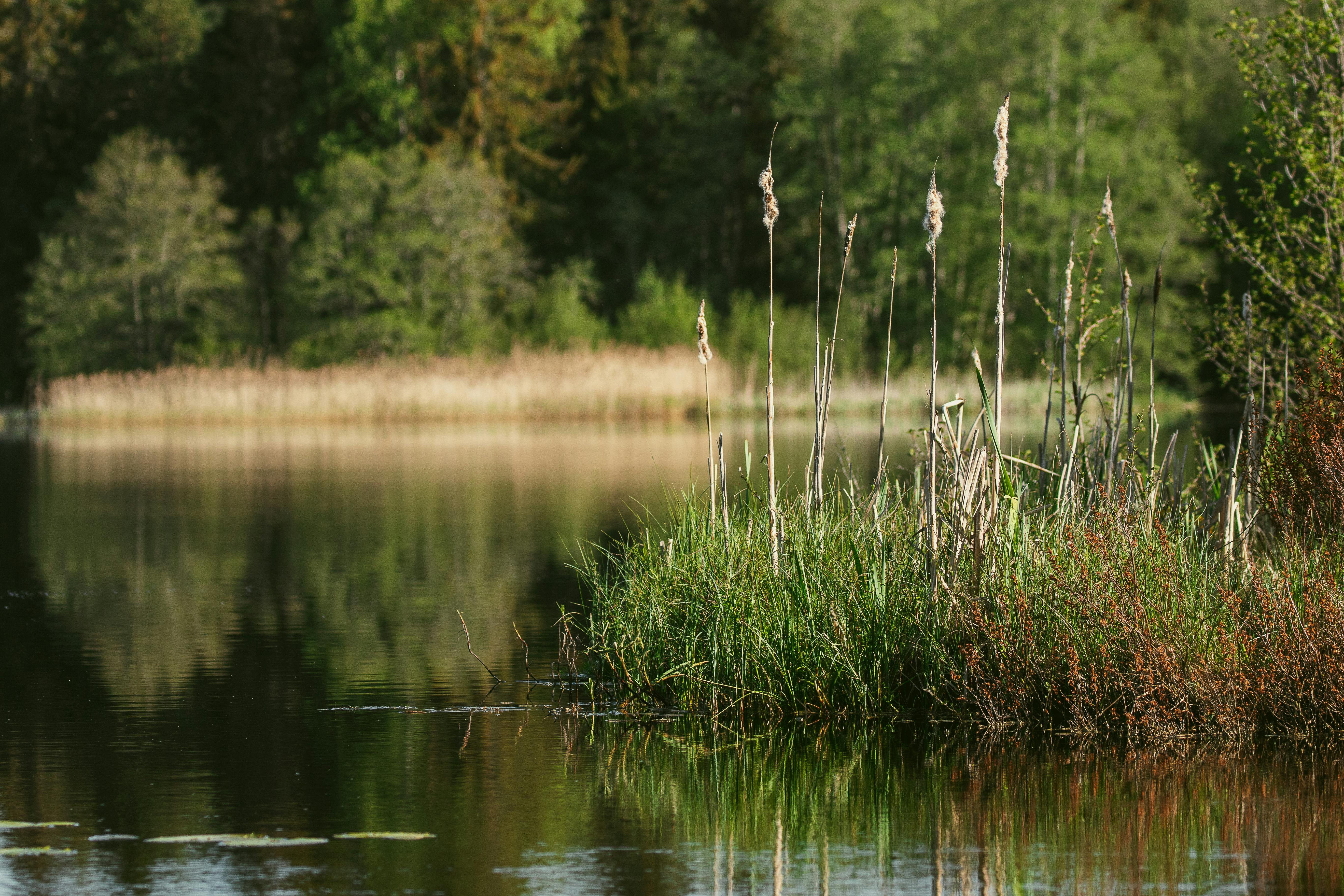 rushes on lake