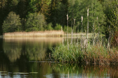 Rushes on Lake