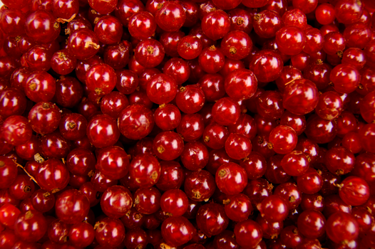 Close-up of fresh red currants showcasing their juicy, vibrant appeal.