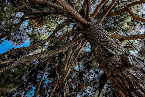 Бесплатное стоковое фото с ветви, дерево, Кора