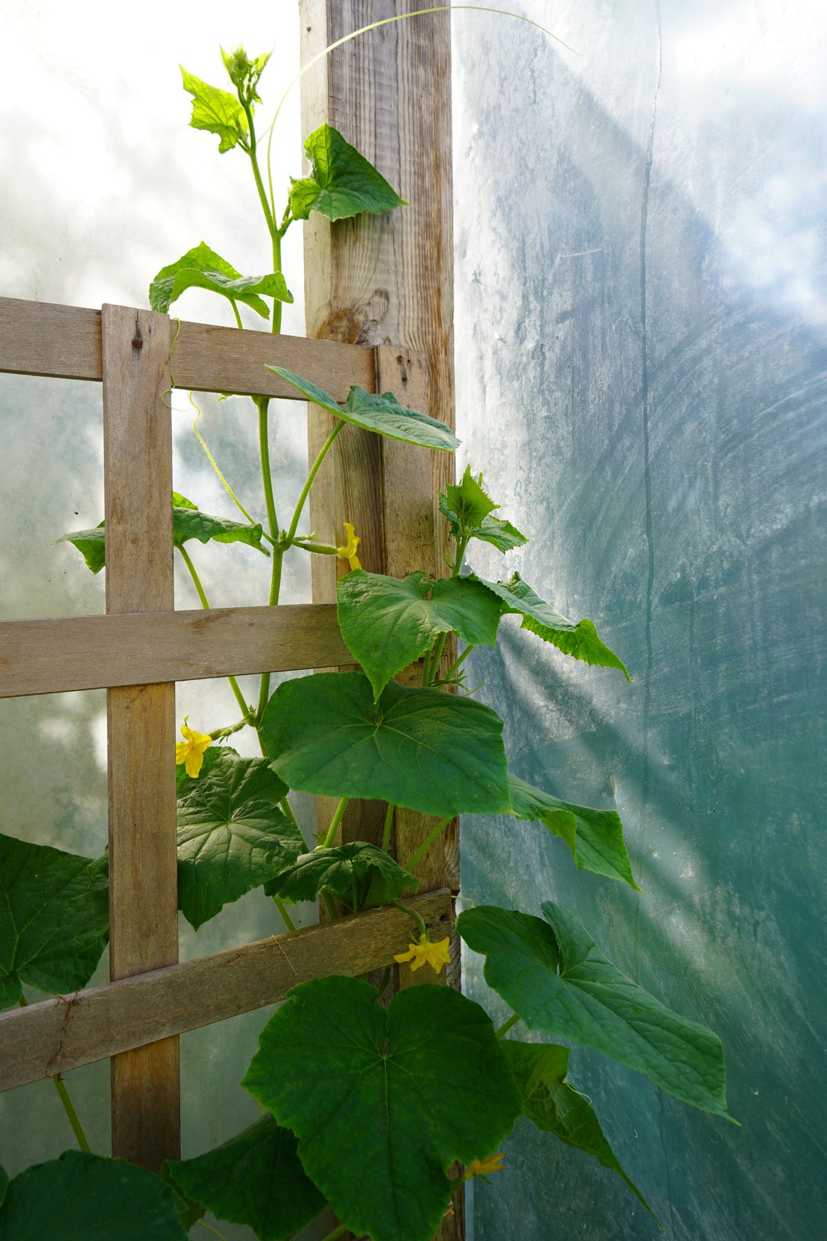 A cucumber vine climbing a wooden trellis