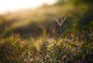 特写镜头捕捉到阳光明媚的田野中露珠，展现了新鲜早晨的精髓