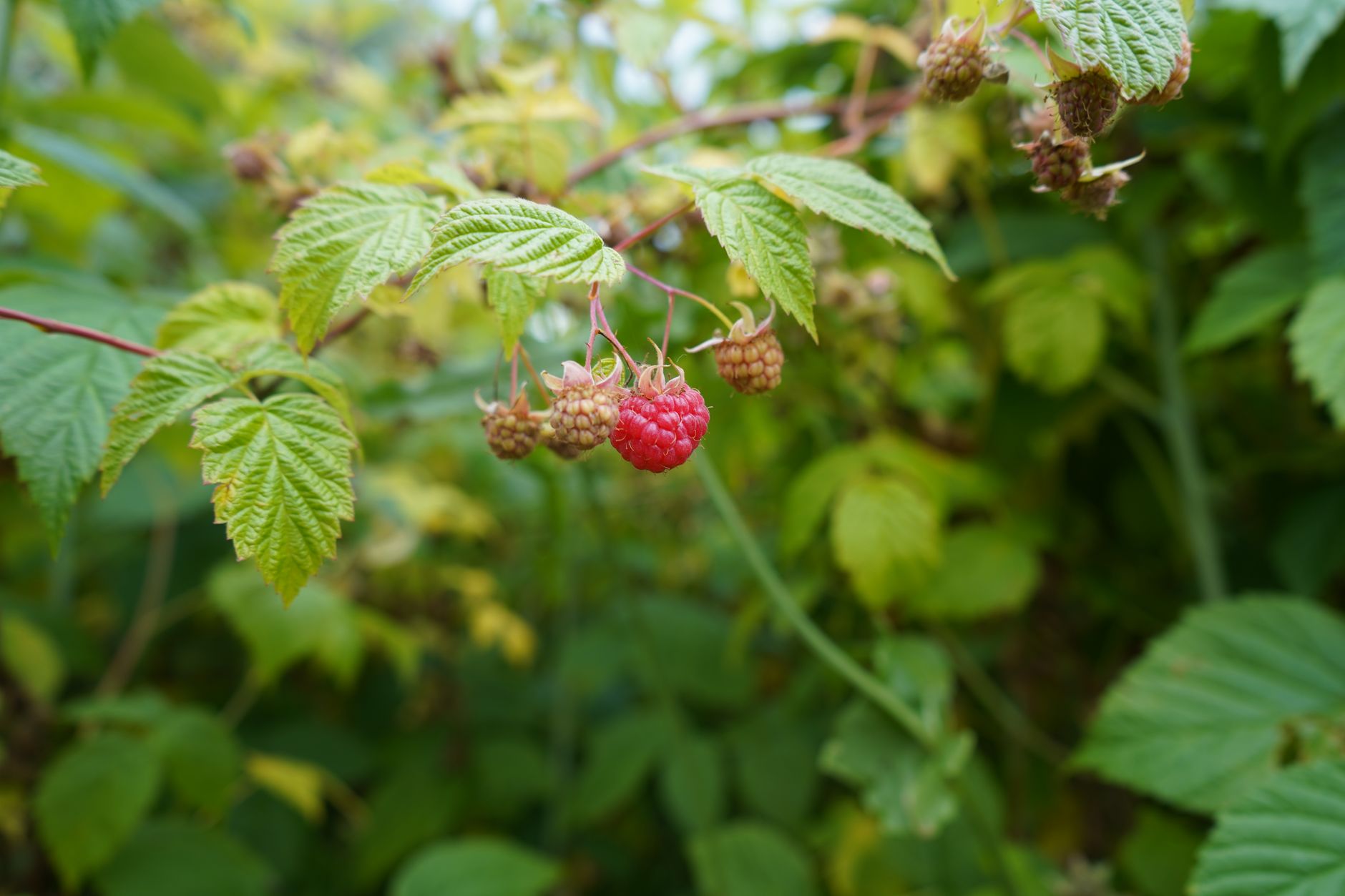 Raspberry Like What Does a Raspberry Taste Like? - Chef's Resource
