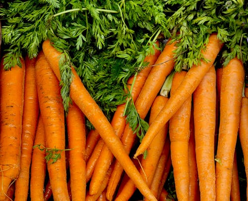Free Orange Carrots on Green Grass Stock Photo