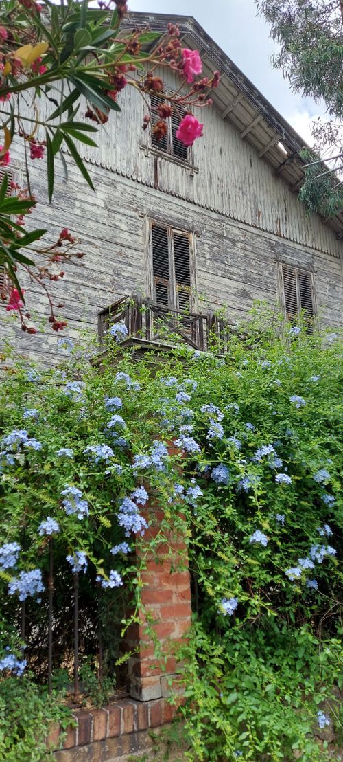 Free stock photo of ahşap ev, blue jasmin, jasmin Stock Photo