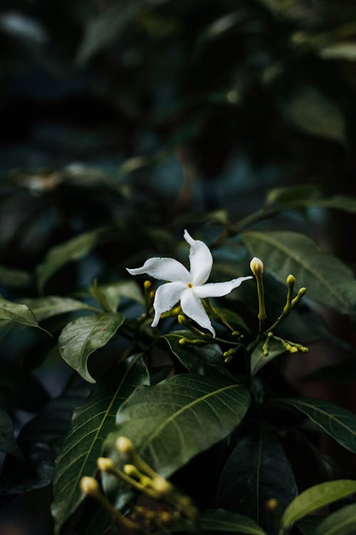 White Flower Jasmine With Buds 