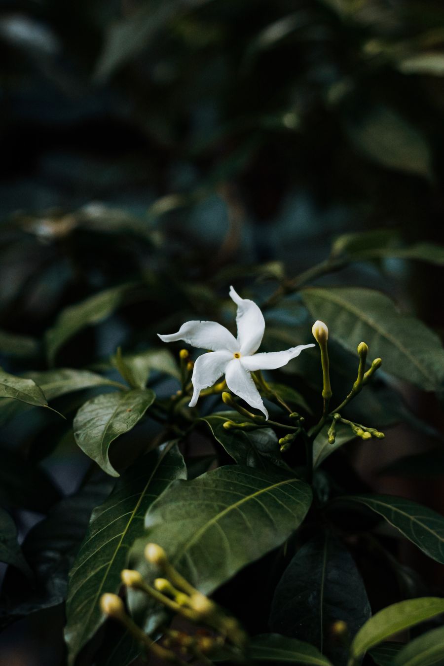 A single white jasmine flower among dark, glossy leaves