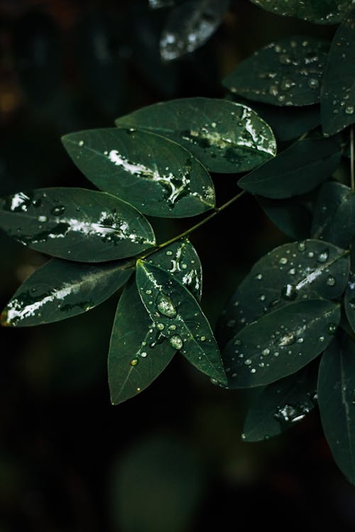 Green Leaves With Water Droplets