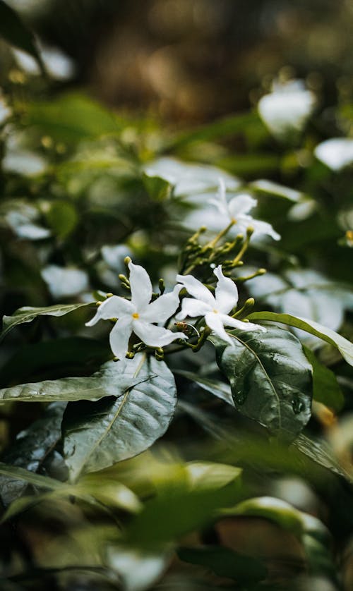 Close-up of Pinwheel Flower