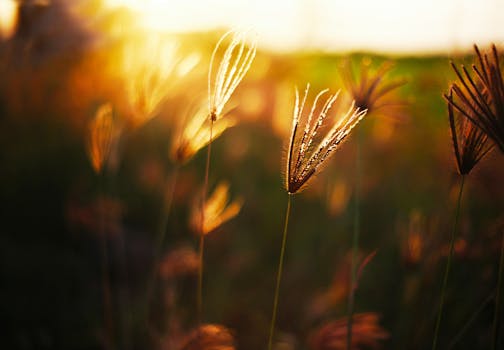在温暖的阳光下，黄金时段的草地显得格外美丽