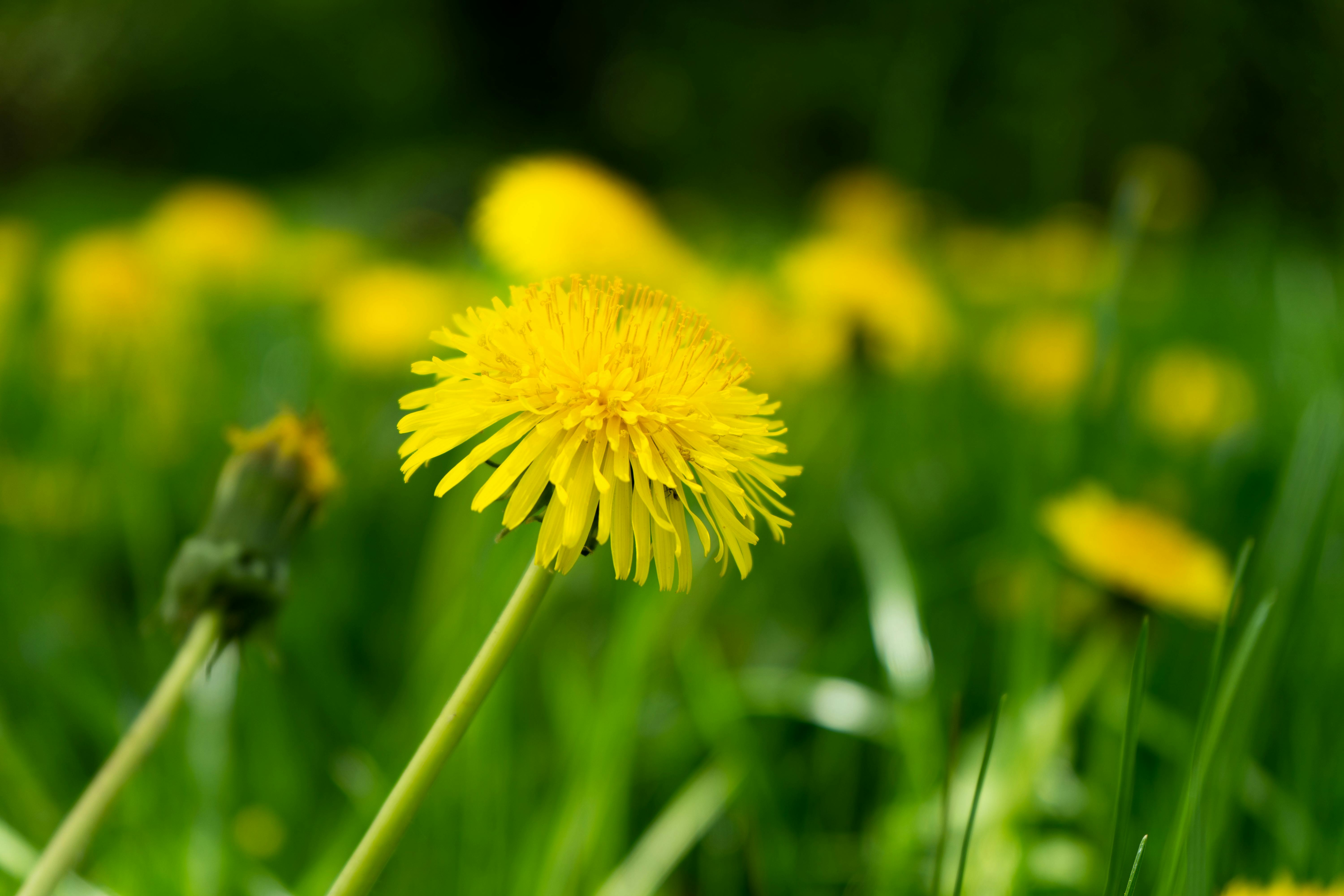 free-stock-photo-of-beautiful-flowers-dandelion-flowers