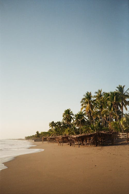 Tropical Seashore with Palm Trees