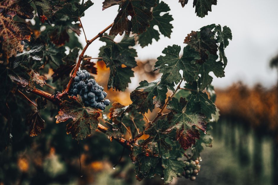 Close-up of ripe grapes hanging from a vine in a lush autumn vineyard.