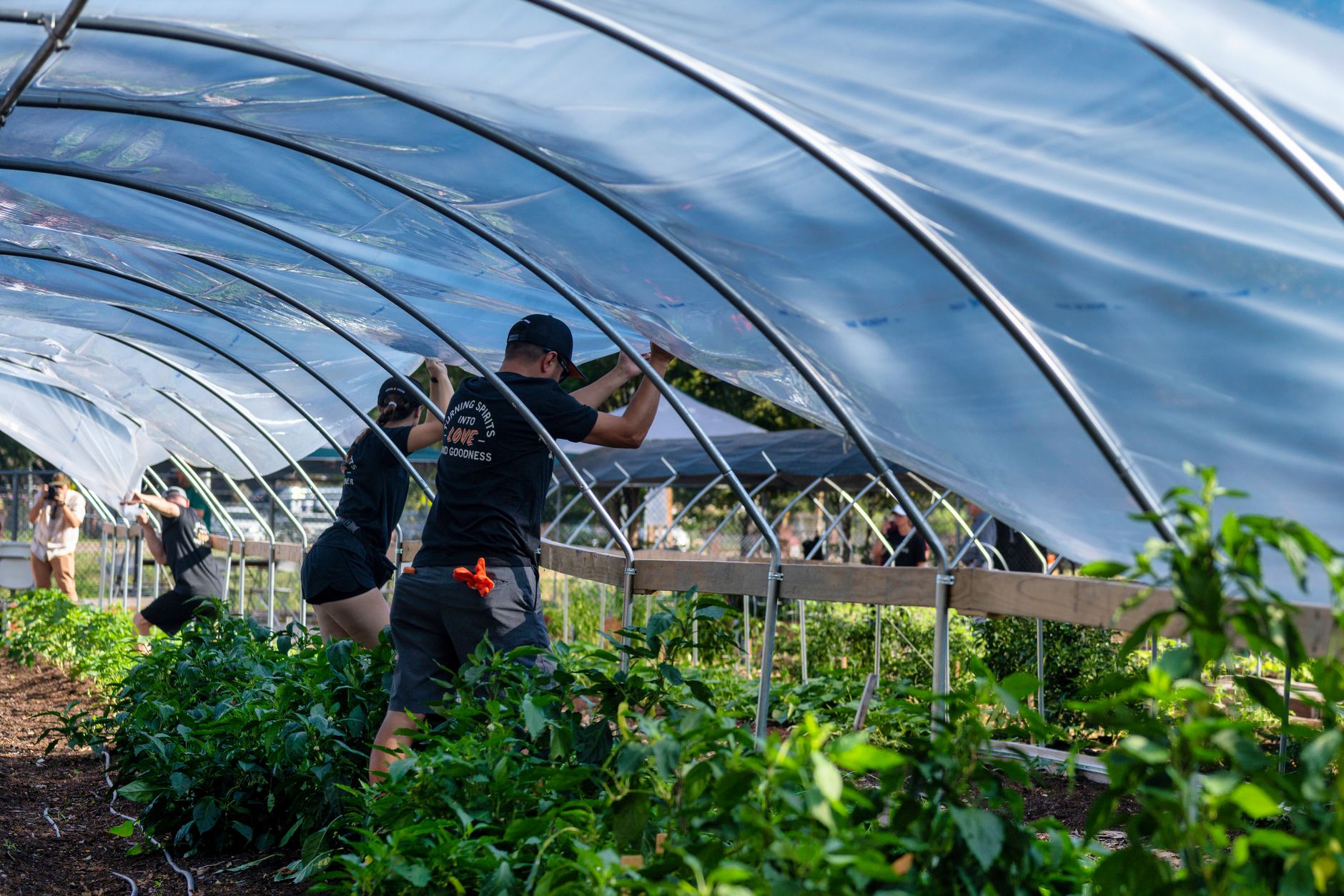 Trabajadores agrícolas en invernadero realizando labores de cosecha y recolección