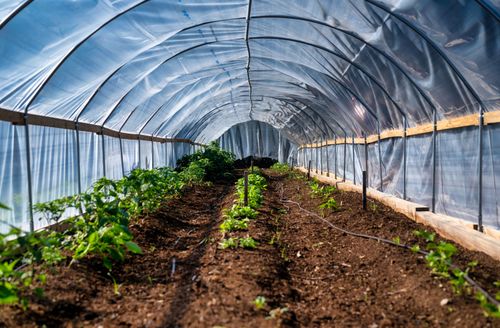 Free A vibrant view inside a greenhouse showcasing thriving plants and rich soil. Stock Photo