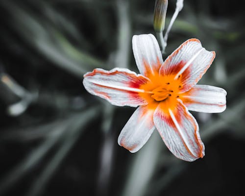 Imagine de stoc gratuită din coș de flori, floare frumoasa