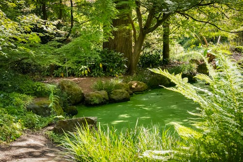 물, 숲, 연못의 무료 스톡 사진