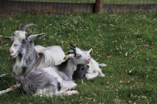 Black and White Goats Lying on Grass 