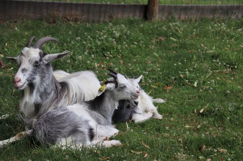 Free Two goats lying in a green meadow, providing a serene pastoral scene. Stock Photo