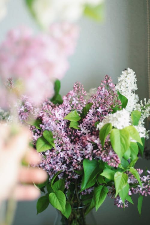 Flowers in a Vase