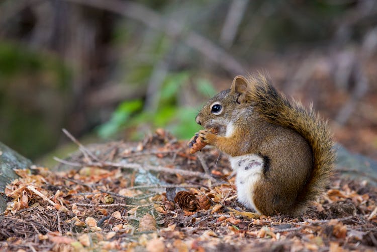 Red Squirrel Eating Pine Cone