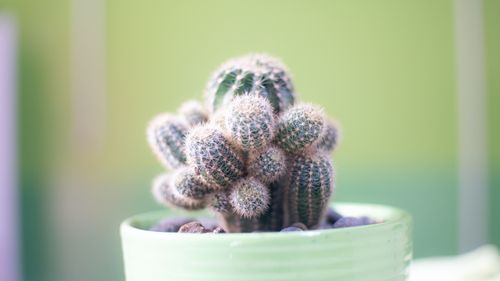 Free Detailed shot of a prickly potted cactus with soft focus. Ideal for botanical themes. Stock Photo