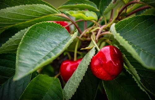 Cherry Fruits With Green Leaves