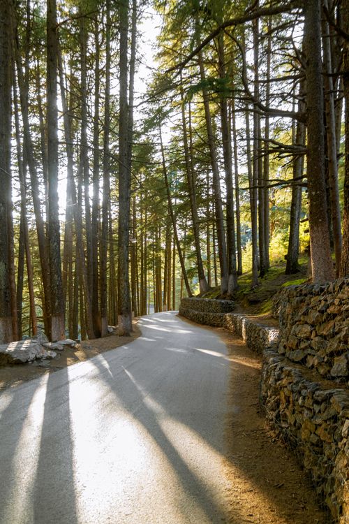 Free A serene forest pathway with a stone wall, illuminated by sunlight filtering through the tall trees. Stock Photo