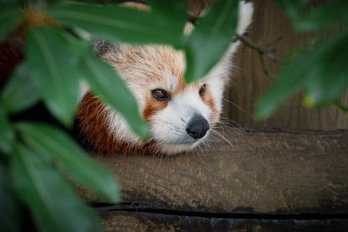 Free A Close-Up Shot of a Red Panda Stock Photo