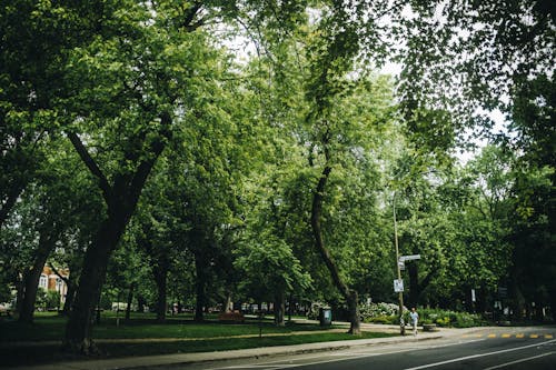 Fotos de stock gratuitas de bosque, caminar, ciudad