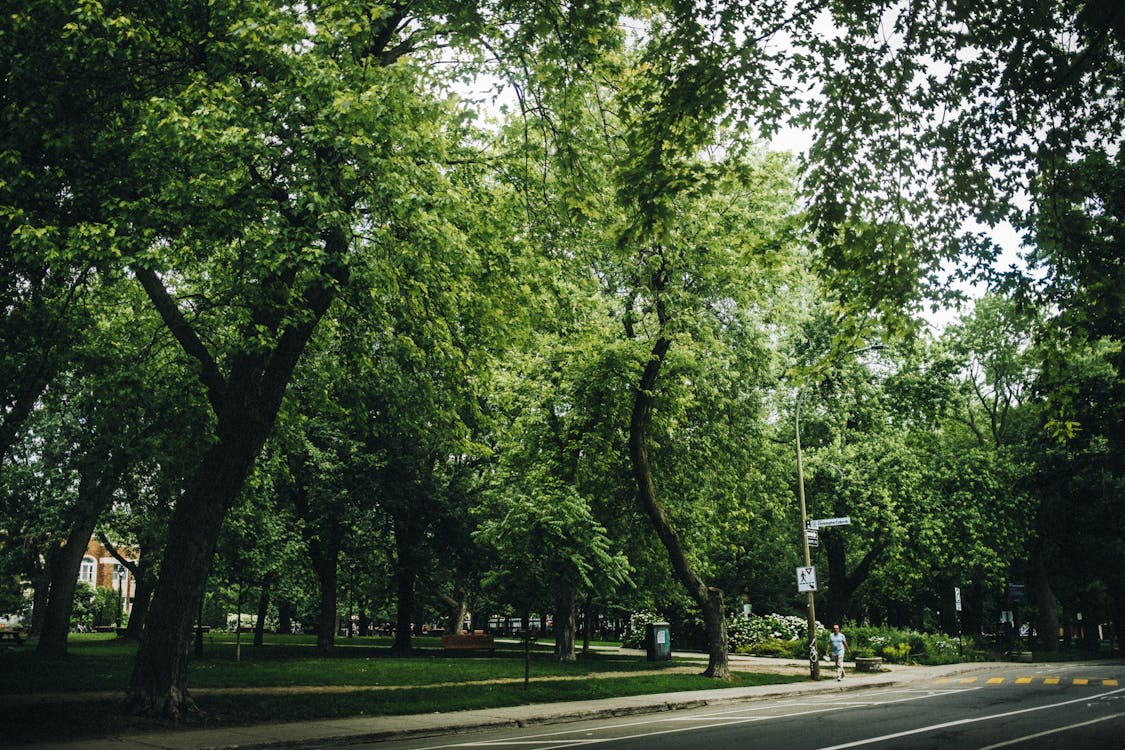 Free stock photo of city, city park, forest