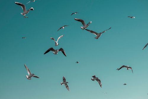 Free A flock of seagulls flying freely in the clear blue sky, capturing the essence of freedom. Stock Photo