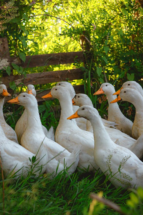 Free White Ducks  Walking on Green Grass Stock Photo