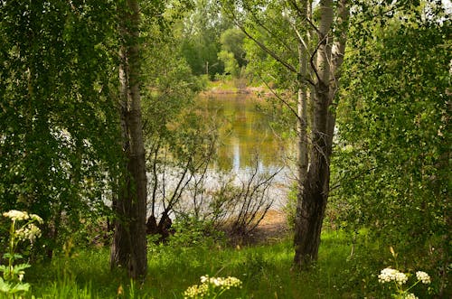 Kostnadsfri bild av frodig lövverk, landskap, park