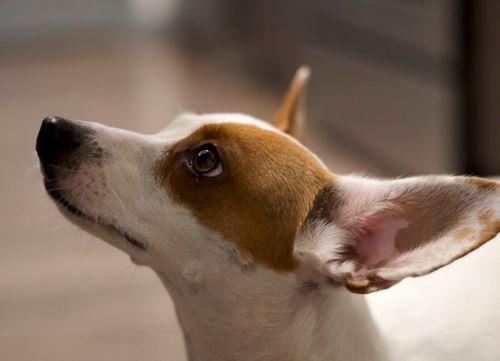 Free Adorable Jack Russell Terrier gazing upwards indoors. Perfect pet shot. Stock Photo