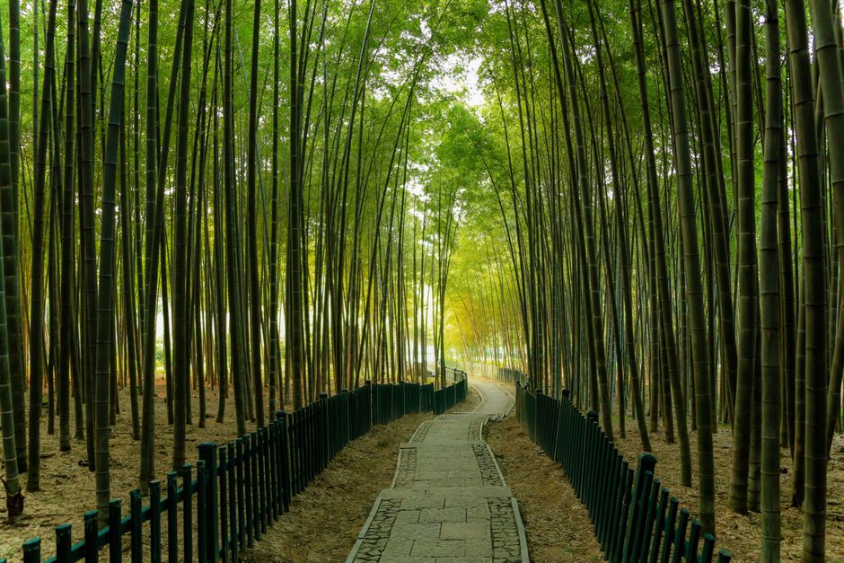 Anji Bamboo Sea Zhejiang — Getting to Anji
