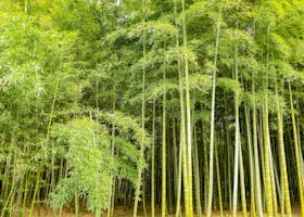 Vibrant bamboo forest in Hangzhou, China, showcasing lush and dense greenery.
