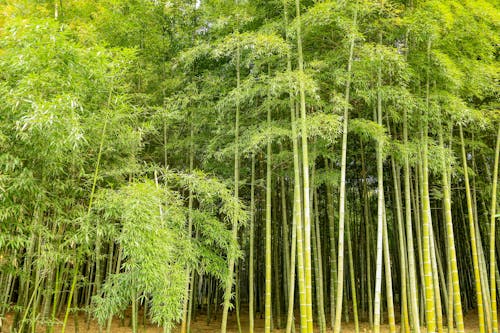 View of a Bamboo Forest