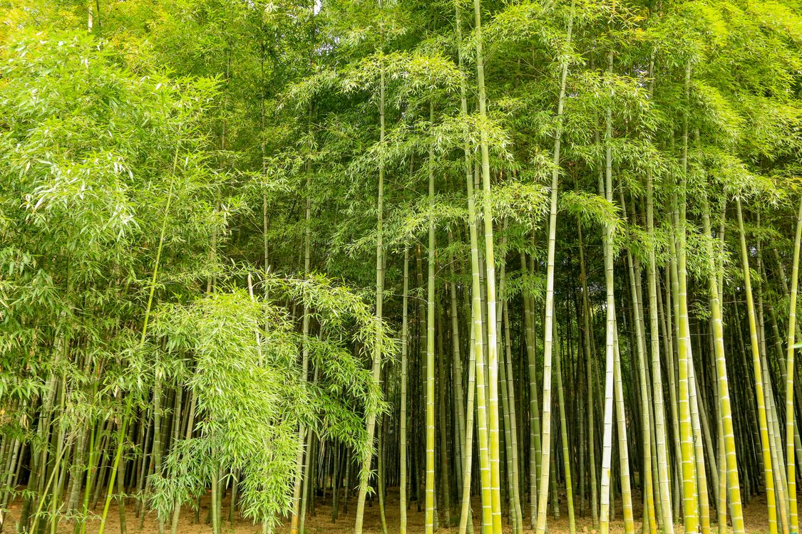 Zkladov fotografie na tma aleghe, asie, bambus, bambusov listy,  bambusov stonky, botanick, bujn, na, ekologie, flra, fotosyntza,  hj, hangzhou, hout, hust, klidn, kmeny, krajina, les, lesnat kraj,  lesn zelen, listy, mlz, phyllostachys