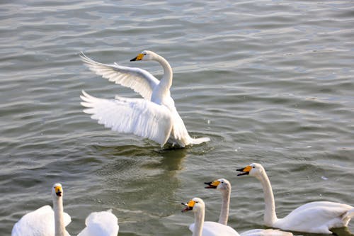 Bezpłatne Darmowe zdjęcie z galerii z białe ptaki, dzika przyroda, jezioro Zdjęcie z galerii