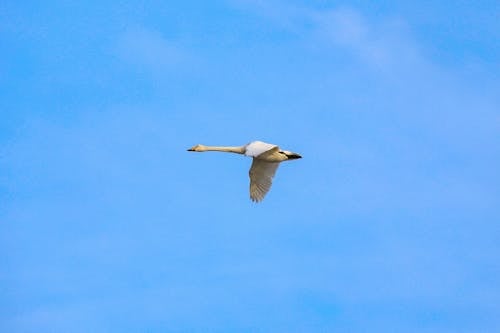 A Whooper Swan Flying in the Blue Sky
