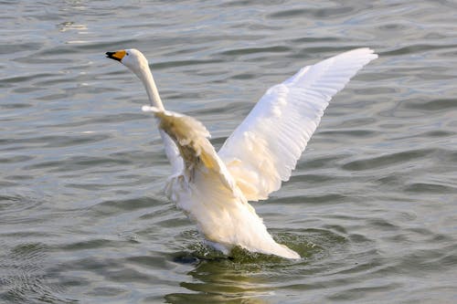 White Swan Flying Out of the Water