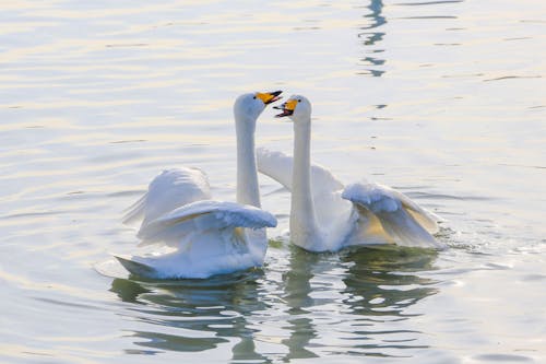 Geese in River