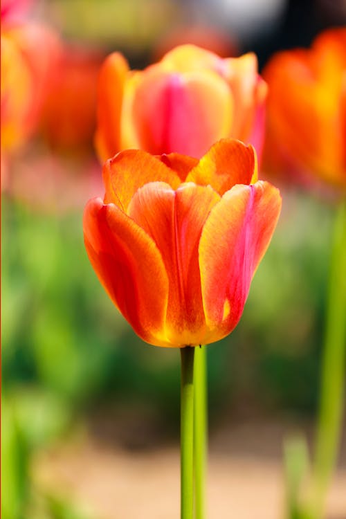 Blooming Orange and Yellow Tulip Flower 