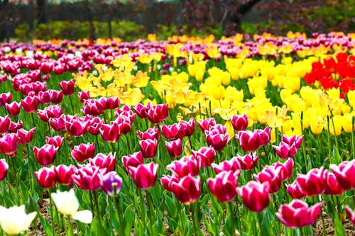 Základová fotografie zdarma na téma tulipán