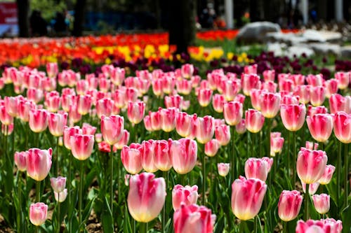 Základová fotografie zdarma na téma tulipán